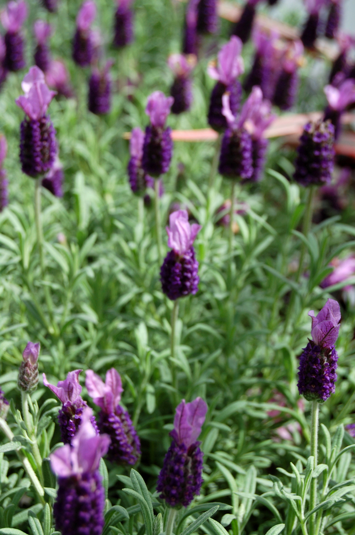 Anouk Lavender - Lavendula stoechas 'Anouk' from Sloat Gardens Anouk Lavender - Lavendula stoechas 'Anouk' from Sloat Gardens