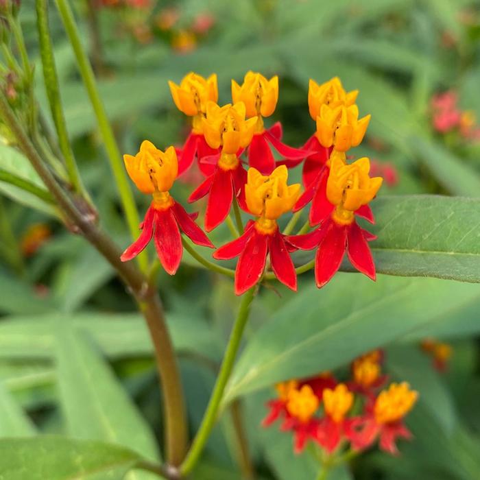 Butterfly Weed - Asclepias tuberosa 'Silky Deep Red' from Sloat Gardens Butterfly Weed - Asclepias tuberosa 'Silky Deep Red' from Sloat Gardens