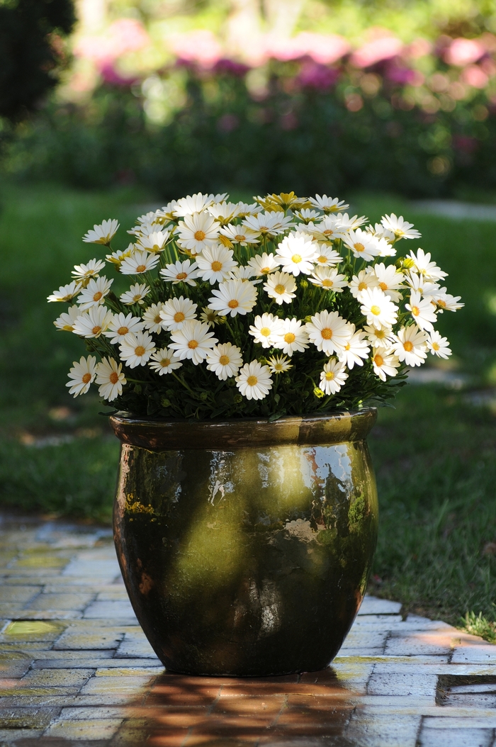 African Daisy - Osteospermum hybrida 'Voltage® White' from Sloat Gardens