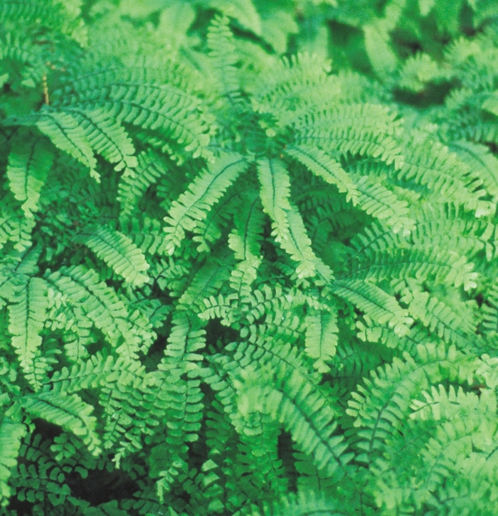 Mairis's Maidenhair Fern - Adiantum x mairisii from Sloat Gardens