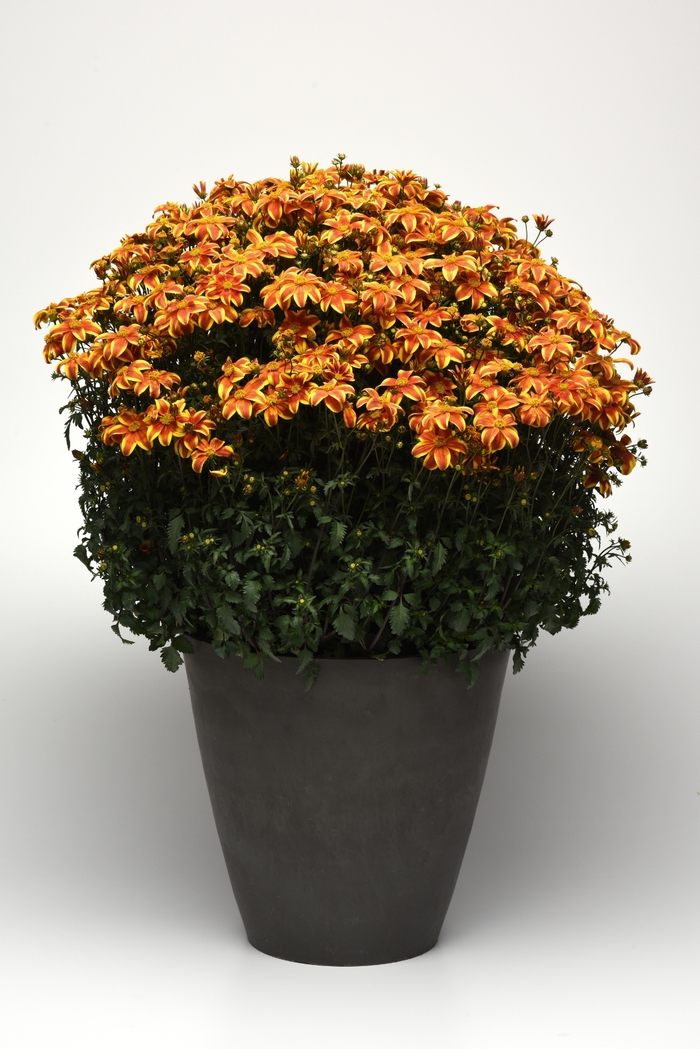 Bidens - Bidens 'Bee Bold' from Sloat Gardens