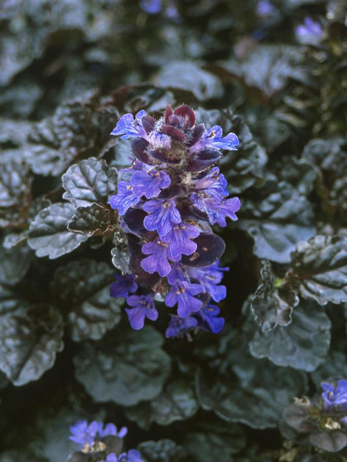 Bugleweed - Ajuga reptans 'Black Scallop' from Sloat Gardens Bugleweed - Ajuga reptans 'Black Scallop' from Sloat Gardens