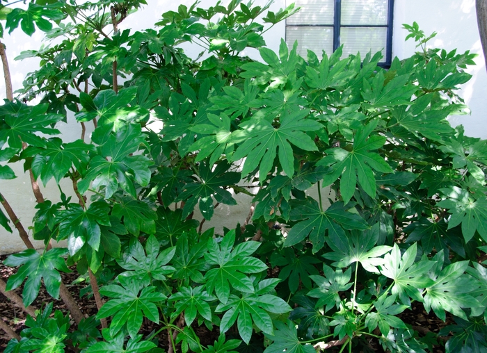 Fatsia - Fatsia japonica from Sloat Gardens Fatsia - Fatsia japonica from Sloat Gardens
