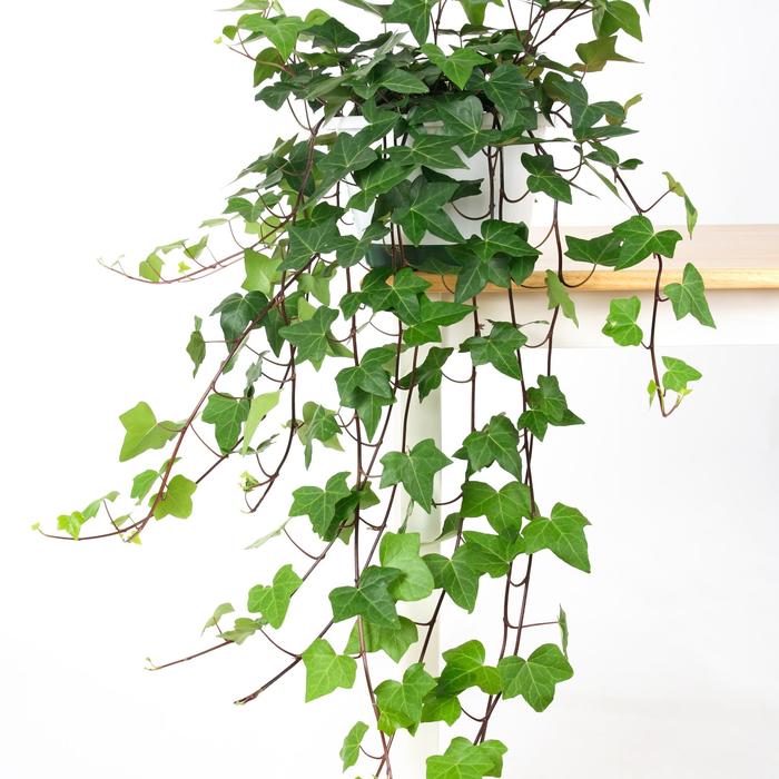 English Ivy - Hedera helix from Sloat Gardens