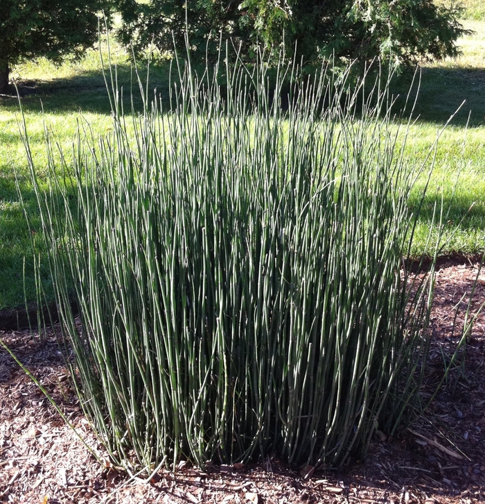 Scouring Rush - Equisetum hyemale from Sloat Gardens