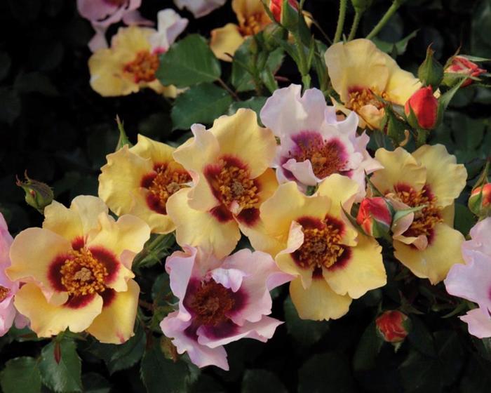 Edith's Darling™ - Rosa hybrid 'WEKaltjuchi' PPAF from Sloat Gardens Edith's Darling™ - Rosa hybrid 'WEKaltjuchi' PPAF from Sloat Gardens