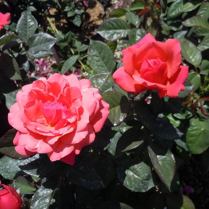 'Uptown Girl' Rose - Rosa from Sloat Gardens 'Uptown Girl' Rose - Rosa from Sloat Gardens