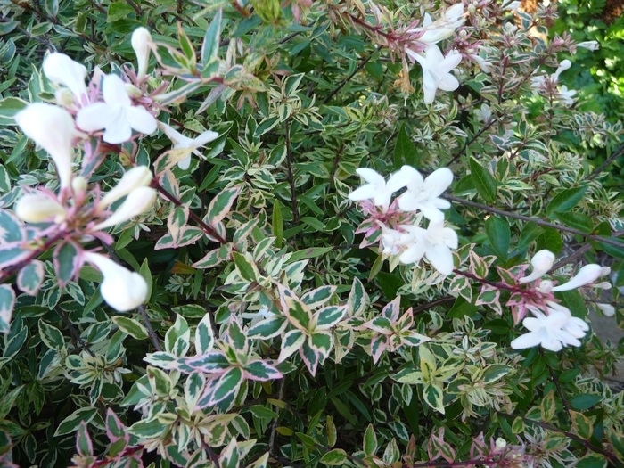 Confetti® - Abelia x grandiflora 'Conti' from Sloat Gardens