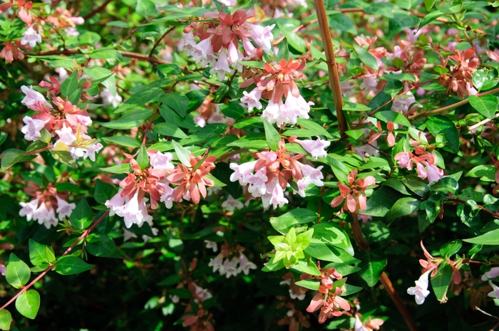 Edward Goucher Abelia - Abelia x grandiflora 'Edward Goucher' from Sloat Gardens