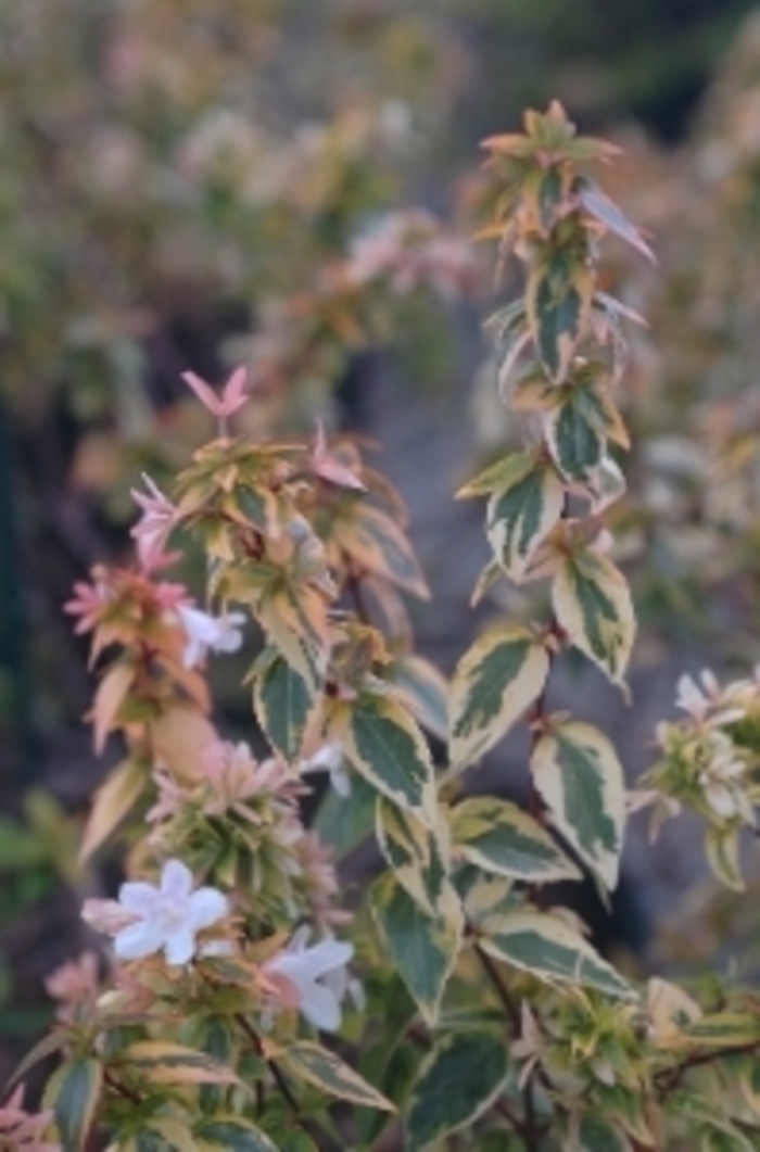 Glossy Abelia - Abelia grandiflora from Sloat Gardens Glossy Abelia - Abelia grandiflora from Sloat Gardens