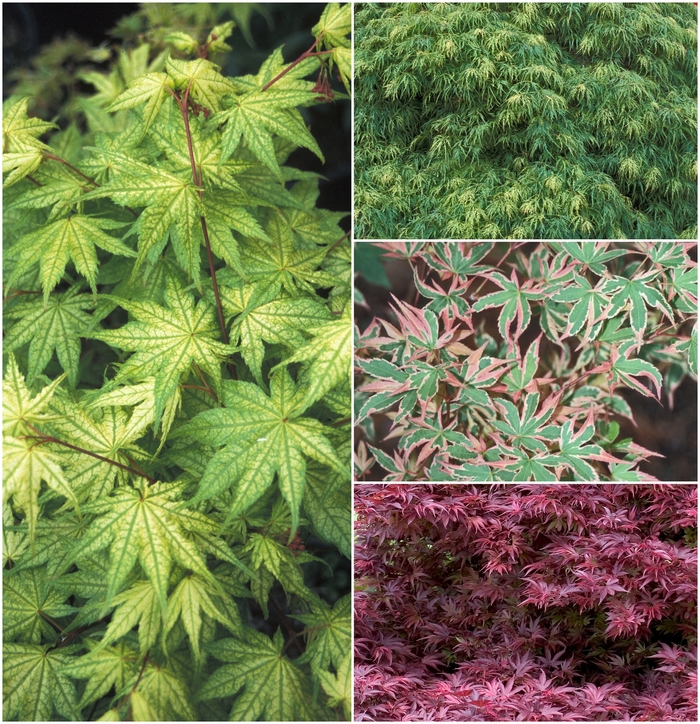 Japanese Maple - Acer palmatum - Multiple Varieties from Sloat Gardens