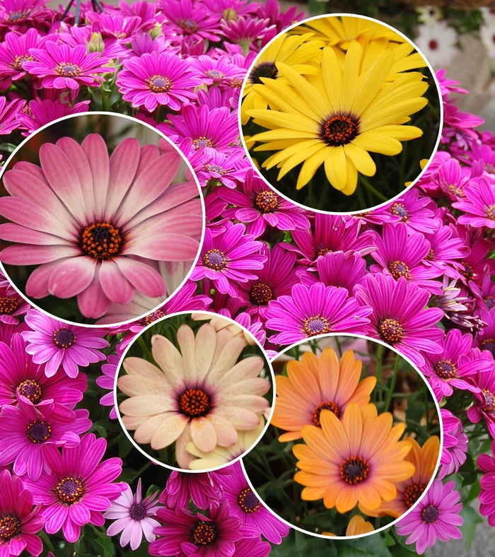 Cape Daisy - Osteospermum Multiple Varieties from Sloat Gardens