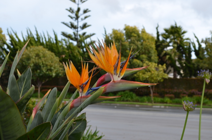 Tropical Bird of Paradise - Strelitzia reginae from Sloat Gardens