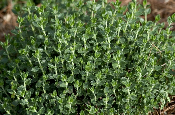 Common Germander - Teucrium chamaedrys from Sloat Gardens