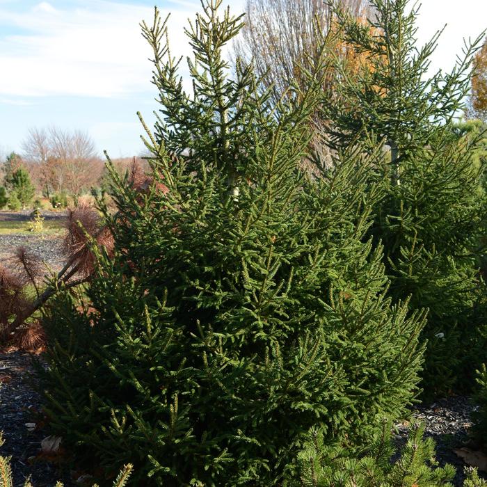 Oriental Spruce - Picea orientalis 'Atrovirens' from Sloat Gardens