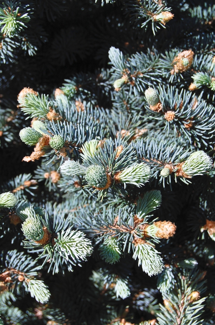 Colorado Spruce - Picea pungens 'Glauca' from Sloat Gardens Colorado Spruce - Picea pungens 'Glauca' from Sloat Gardens
