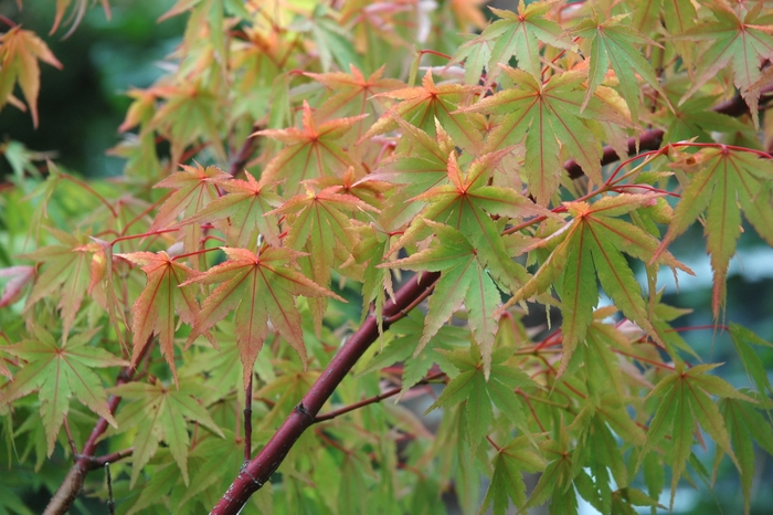 Coral Bark Maple - Acer palmatum 'Sango Kaku' from Sloat Gardens