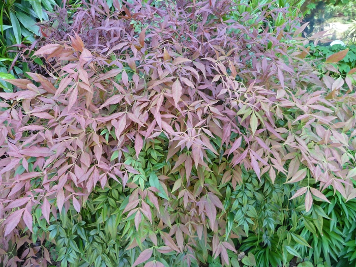 Sienna Sunrise Nandina - Nandina domestica 'Sienna Sunrise' from Sloat Gardens Sienna Sunrise Nandina - Nandina domestica 'Sienna Sunrise' from Sloat Gardens