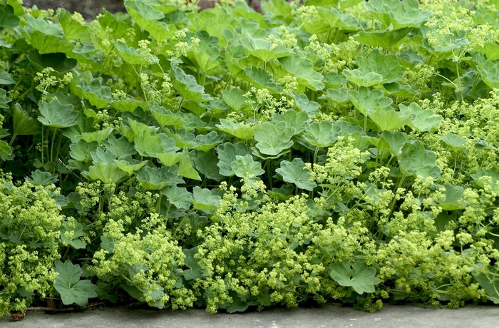 Lady's Mantle - Alchemilla mollis 'Lady's Mantle' from Sloat Gardens