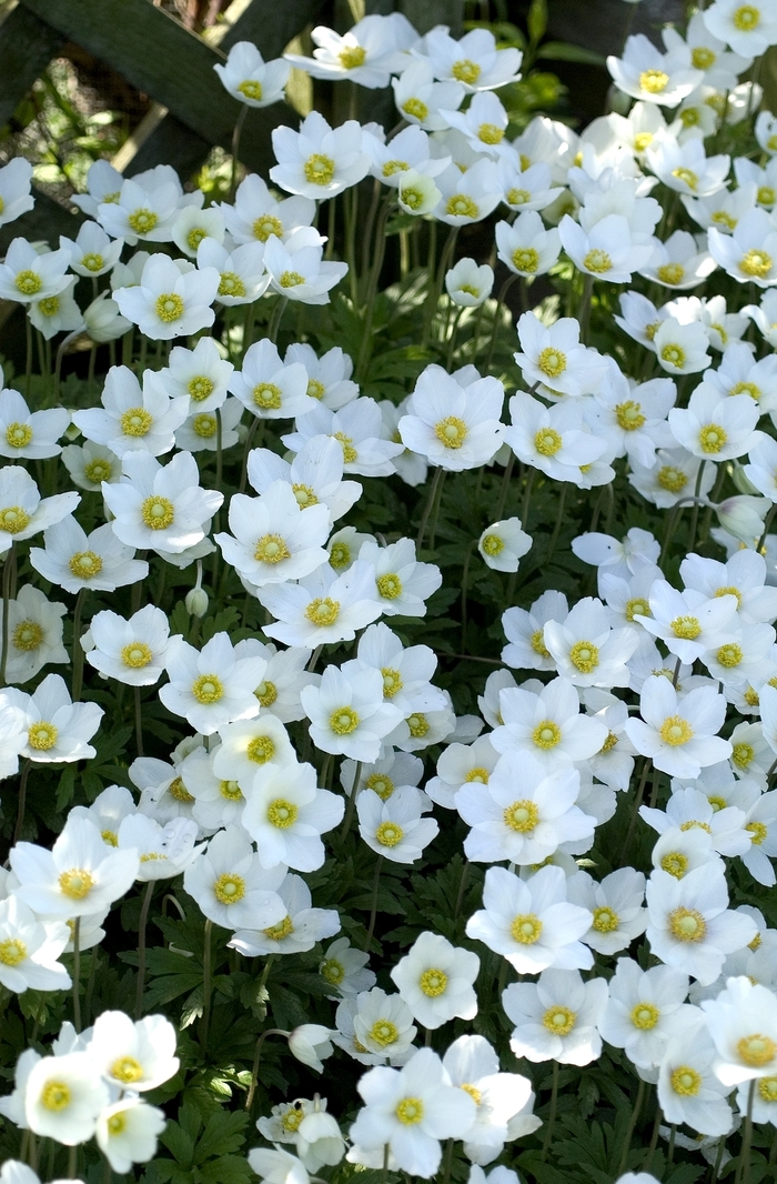 Windflower - Anemone sylvestris from Sloat Gardens