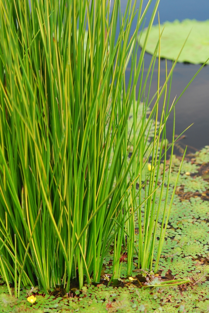 Variegated Rush - Baumea rubiginosa from Sloat Gardens