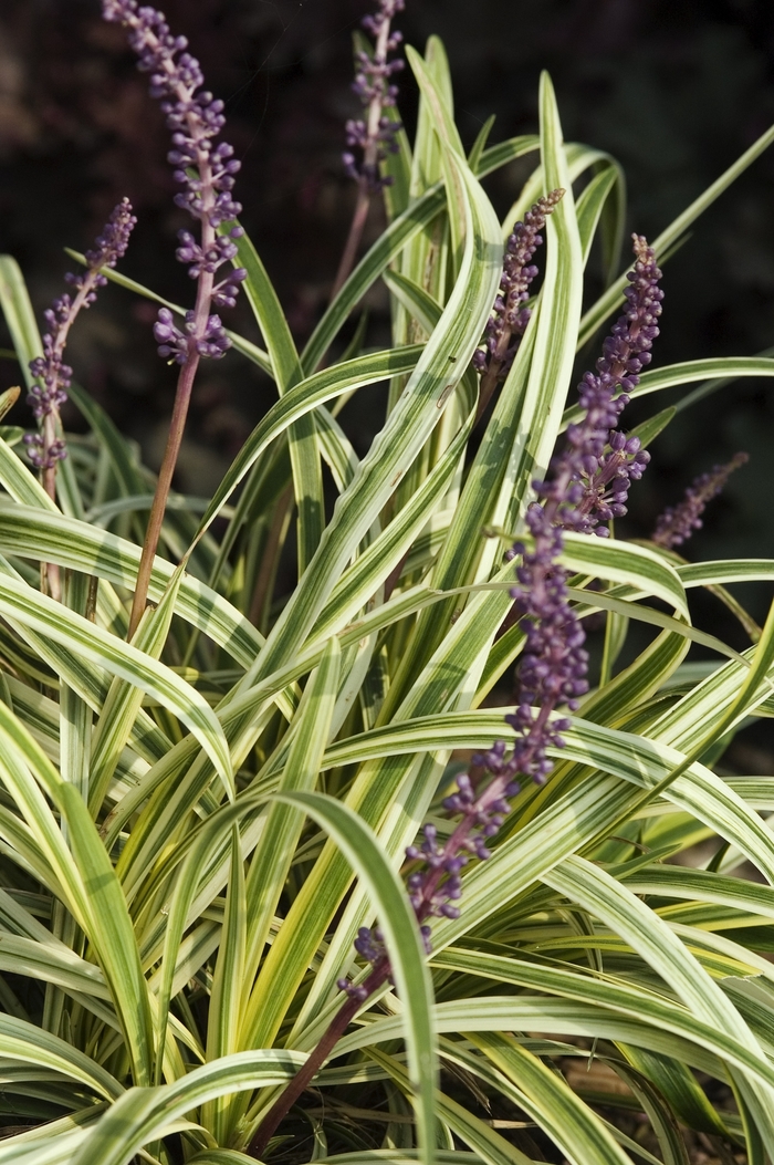 Lily Turf - Liriope muscari 'Silvery Sunproof' from Sloat Gardens