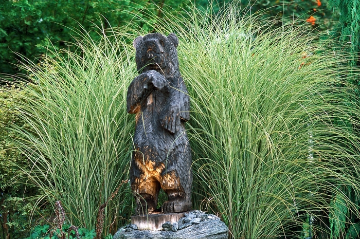 Maiden Grass - Miscanthus sinensis 'Morning Light' from Sloat Gardens