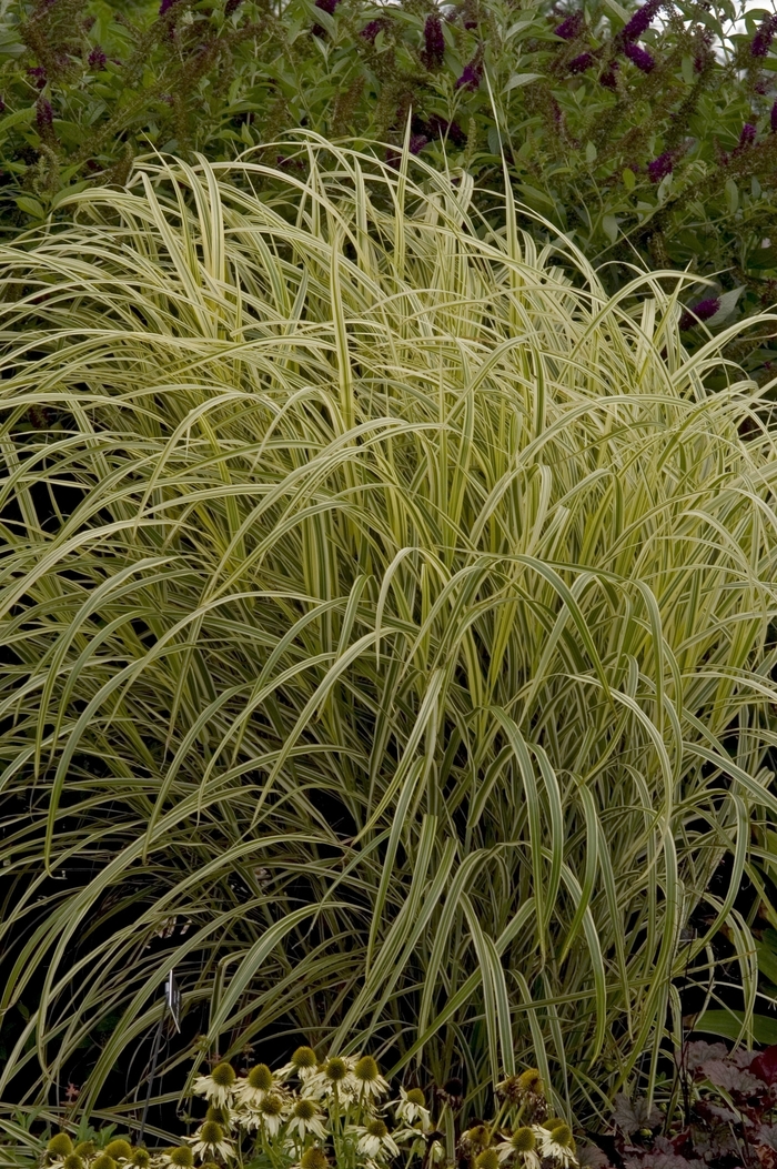 Maiden Grass - Miscanthus sinensis 'Dixieland' from Sloat Gardens