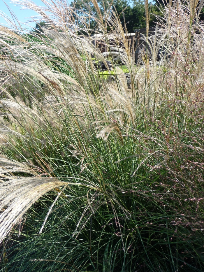 Graceful Maiden Grass - Miscanthus sinensis ''Gracillimus'' from Sloat Gardens