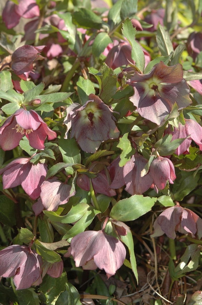 Lenten Rose - Helleborus orientalis from Sloat Gardens