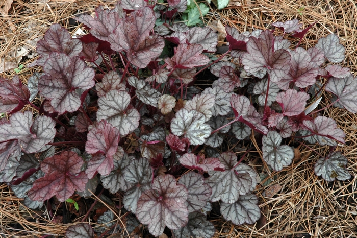 Silver Alum Root - Heuchera 'Silver Scrolls' from Sloat Gardens