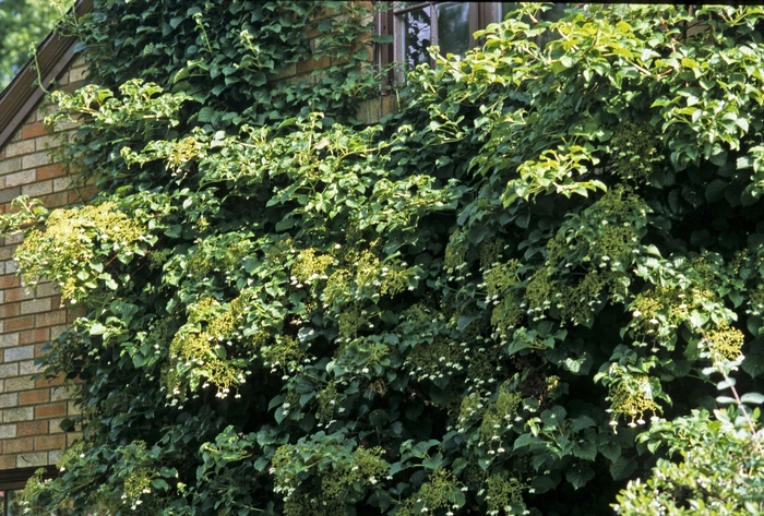 Climbing Hydrangea - Hydrangea anomala petiolaris from Sloat Gardens Climbing Hydrangea - Hydrangea anomala petiolaris from Sloat Gardens