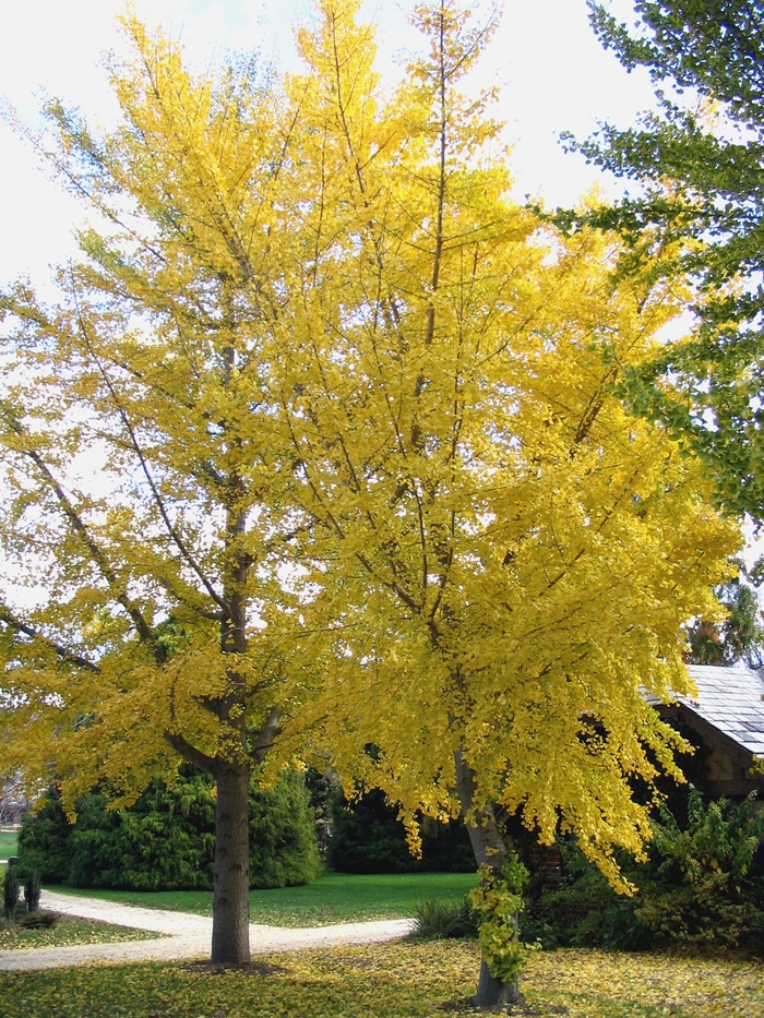 Ginkgo - Ginkgo biloba from Sloat Gardens