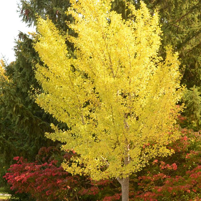Ginkgo - Ginkgo biloba 'Autumn Gold' from Sloat Gardens Ginkgo - Ginkgo biloba 'Autumn Gold' from Sloat Gardens