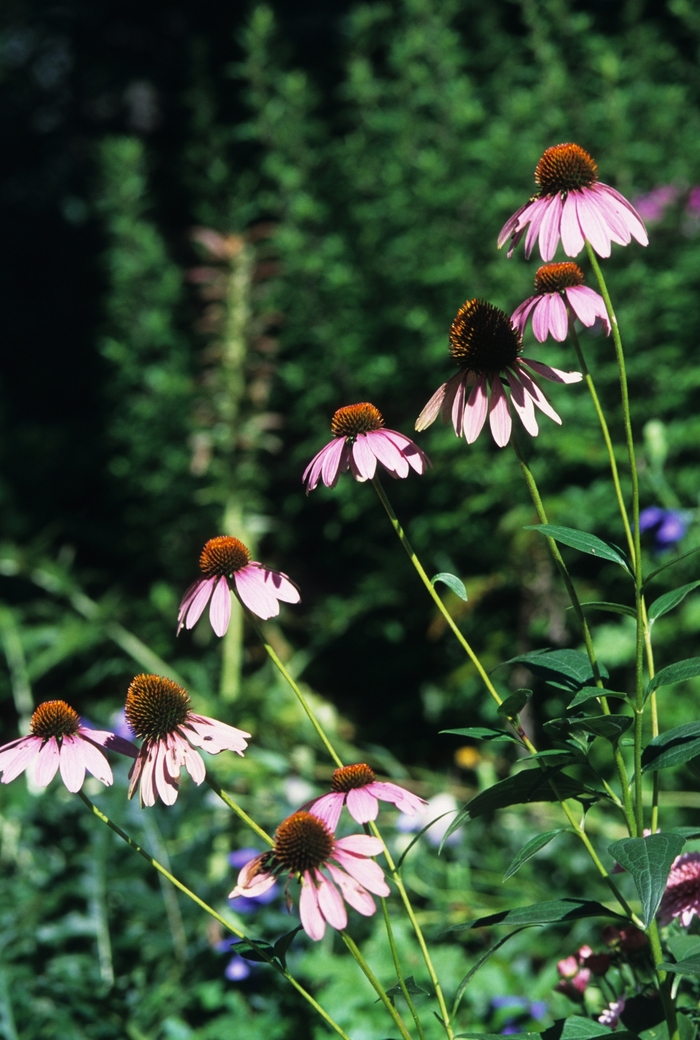 Bright Star Purple Coneflower - Echinacea purpurea 'Bright Star' from Sloat Gardens