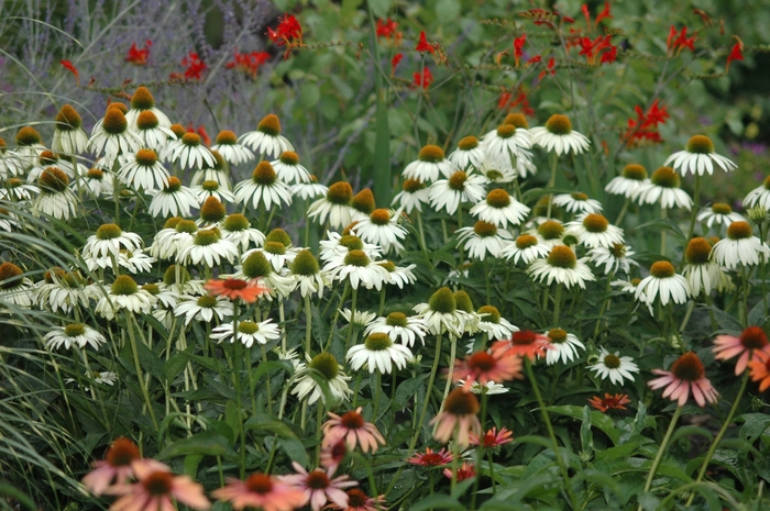 White Swan Coneflower - Echinacea purpurea 'White Swan' from Sloat Gardens