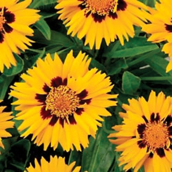 Common Tickseed - Coreopsis grandiflora 'Sunfire' from Sloat Gardens Common Tickseed - Coreopsis grandiflora 'Sunfire' from Sloat Gardens