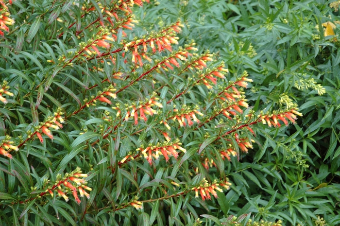 Tall Cigar Plant - Cuphea micropetala from Sloat Gardens Tall Cigar Plant - Cuphea micropetala from Sloat Gardens