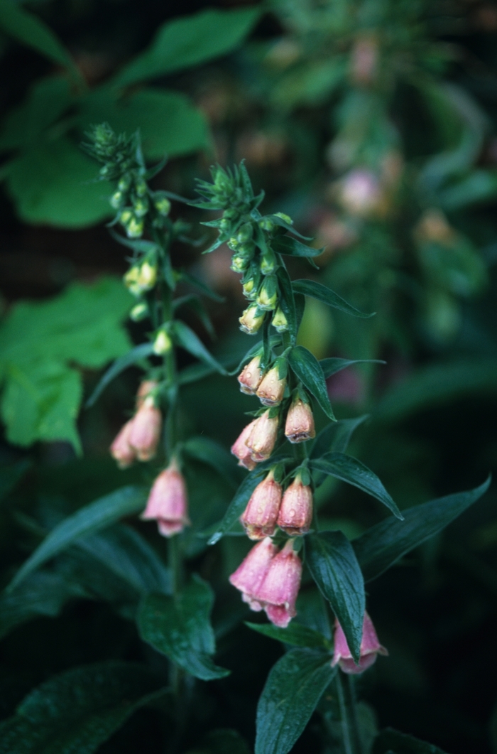 Strawberry Foxglove - Digitalis x mertonensis from Sloat Gardens
