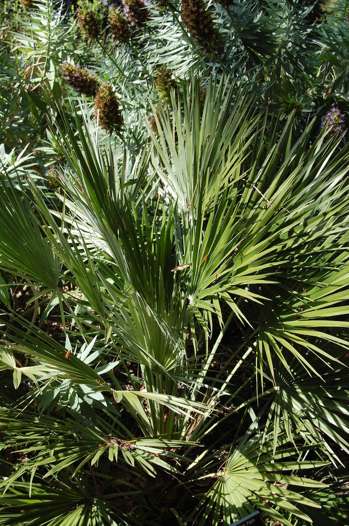 Mediterranean Fan Palm - Chamaerops humilis from Sloat Gardens