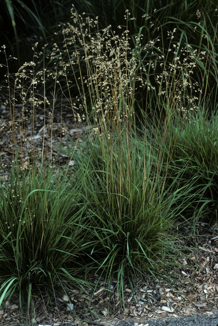 Quaking Grass - Briza media from Sloat Gardens