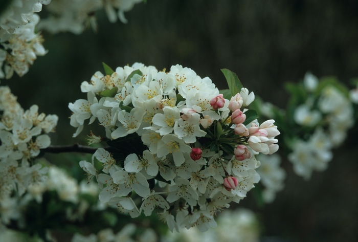Tina Crabapple - Malus sargentii 'Tina' from Sloat Gardens