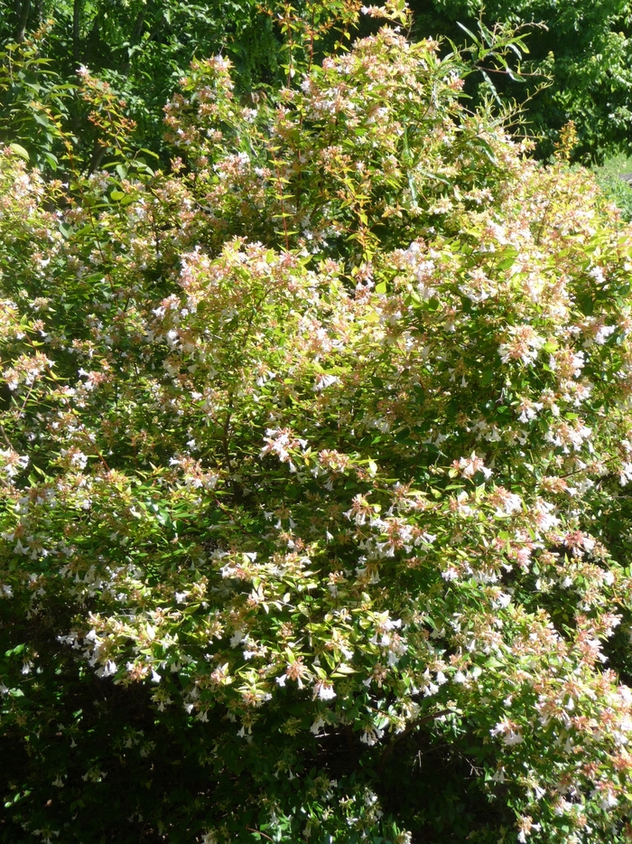Francis Mason Abelia - Abelia grandiflora 'Francis Mason' from Sloat Gardens