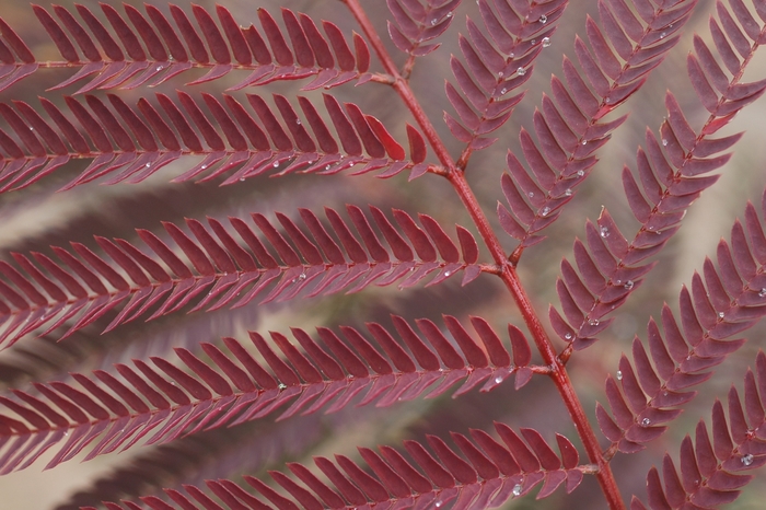 Summer Chocolate Mimosa - Albizia julibrissin 'Summer Chocolate' from Sloat Gardens