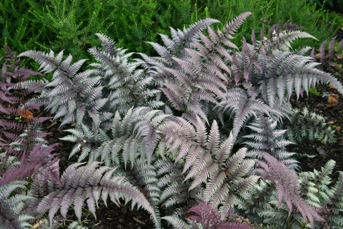 Japanese Painted Fern - Athyrium niponicum 'Pictum' from Sloat Gardens