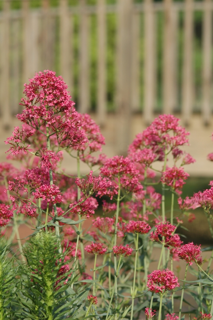Red Valerian - Centranthus ruber 'Coccineus' from Sloat Gardens Red Valerian - Centranthus ruber 'Coccineus' from Sloat Gardens