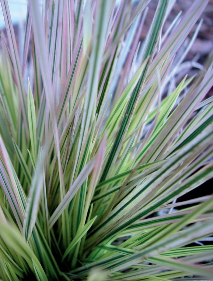 Variegated Tufted Hair Grass - Deschampsia caespitosa 'Northern Lights' from Sloat Gardens
