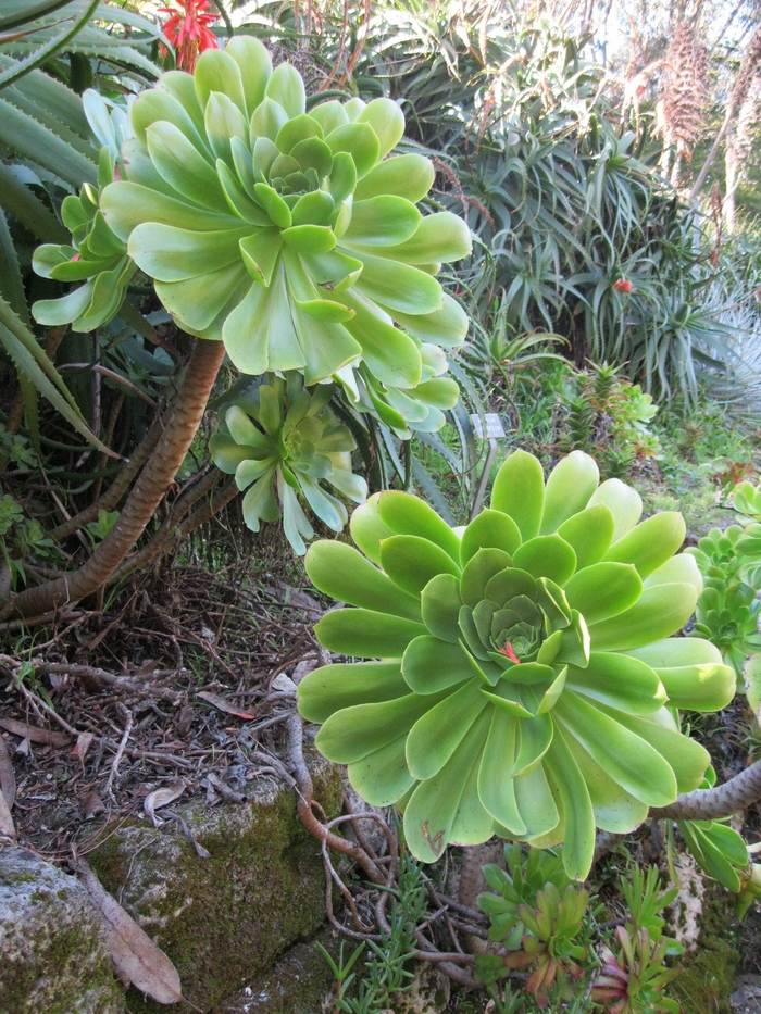 Thickleaf Aeonium - Aeonium arboreum from Sloat Gardens