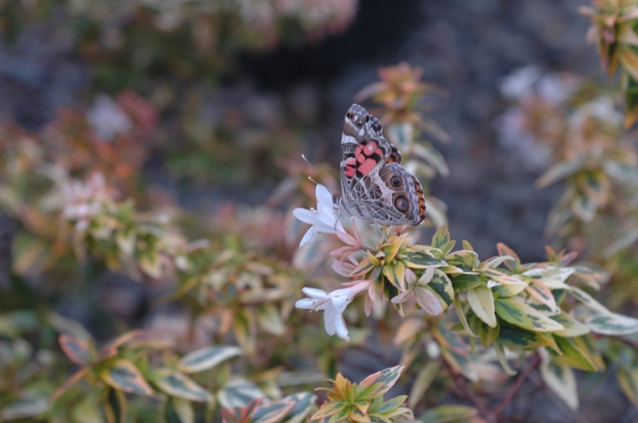 Kaleidoscope Abelia - Abelia x grandiflora 'Kaleidoscope' from Sloat Gardens