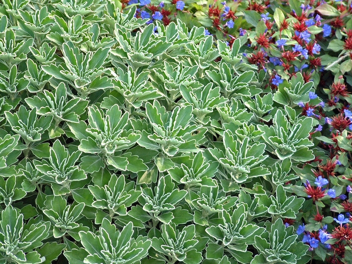 Gold and Silver Mum - Ajania pacifica from Sloat Gardens
